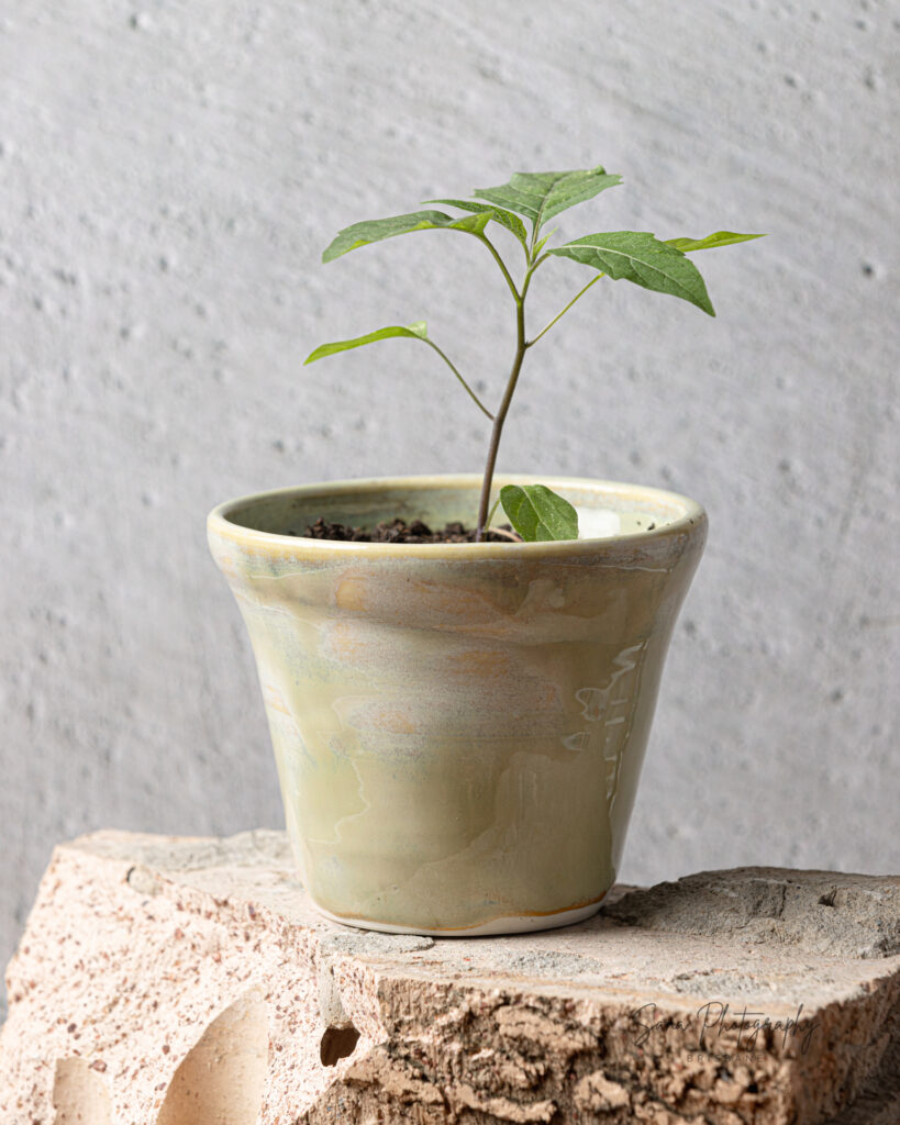 Product Photography in Brisbane